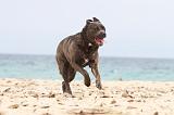 CANE CORSO 645